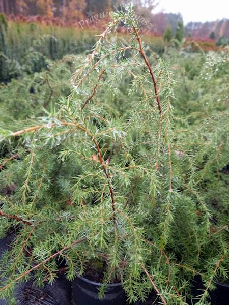 Jałowiec pospolity Oblonga Pendula-Juniperus communis