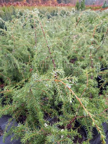 Jałowiec pospolity Oblonga Pendula-Juniperus communis
