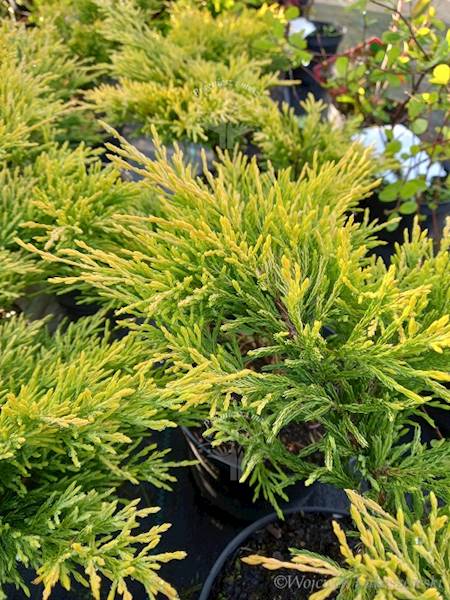 Jałowiec płożący Limeglow-Juniperus horizontalis