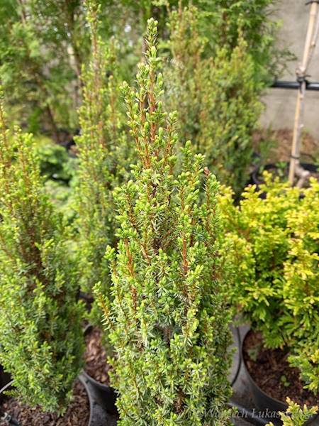 Jałowiec pospolity Brynhfryd Gold-Juniperus communis