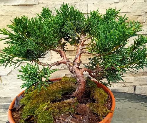 Jałowiec chiński Shimpaku-Juniperus chinensis