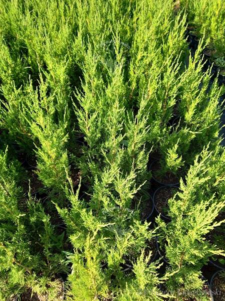 Jałowiec chiński Spartan - Juniperus chinensis