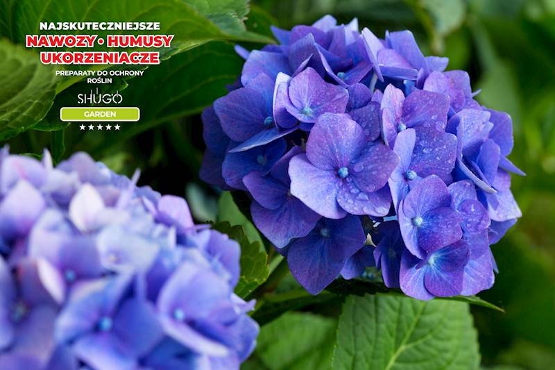 Nawóz do Rododendronów i Hortensji Premium 10kg