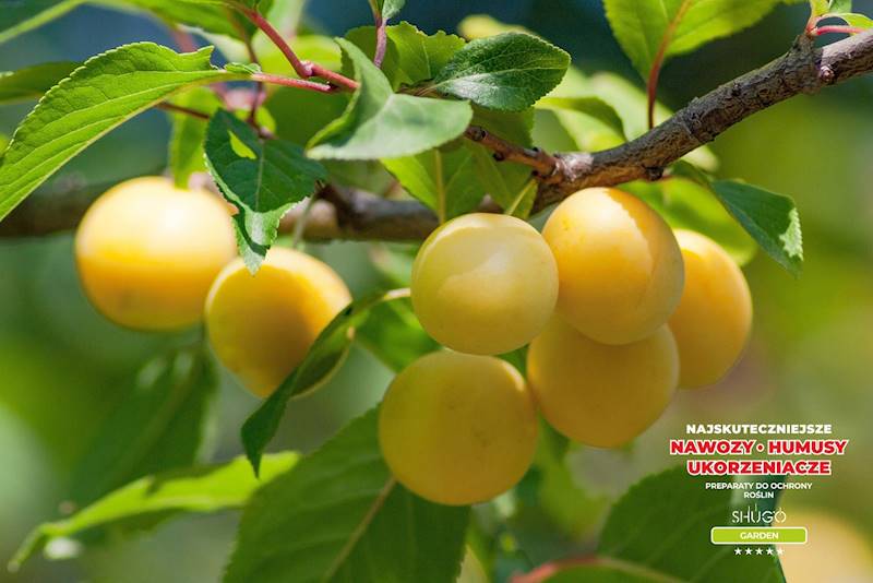 Nawóz Uniwersalny Premium 10kg