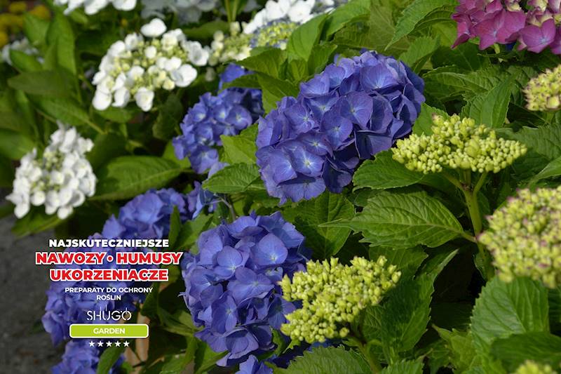 Nawóz do Rododendronów i Hortensji Premium 5kg