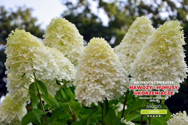 Nawóz do Rododendronów i Hortensji Premium 1kg