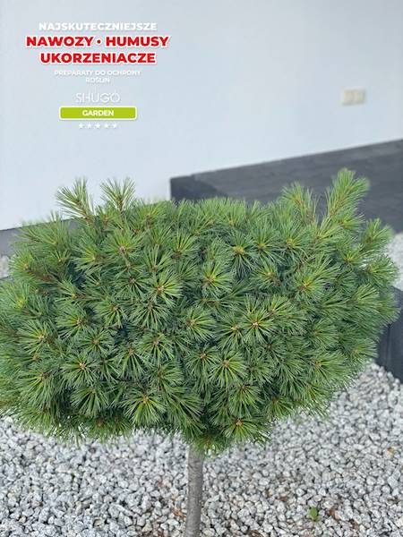 Nawóz do Iglaków i Tui Premium 1kg