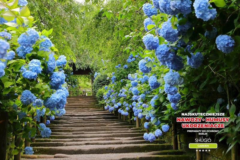 Nawóz do Rododendronów i Hortensji Premium 5kg
