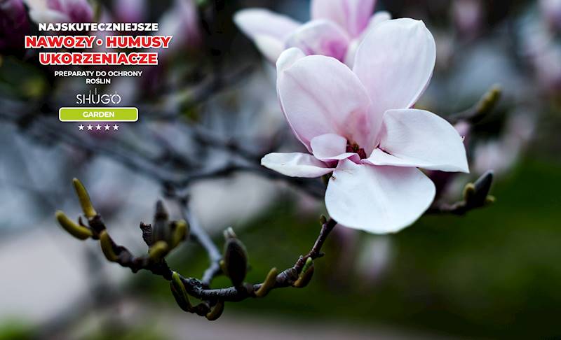 Nawóz do Magnolii i Azalii Premium 5kg