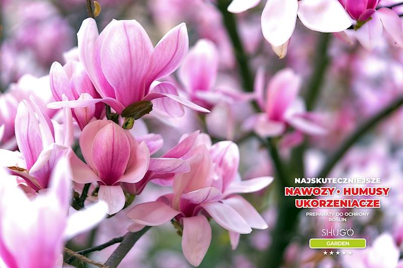 Nawóz do Magnolii i Azalii Premium 5kg