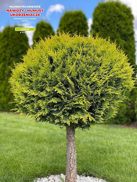 Nawóz do Iglaków i Tui Premium 10kg