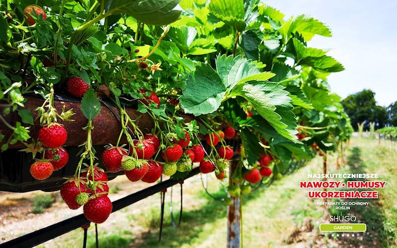 Nawóz do Truskawek Premium 5kg
