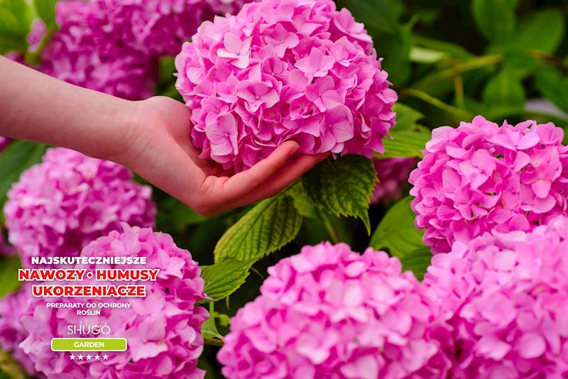 Nawóz do Rododendronów i Hortensji Premium 1kg