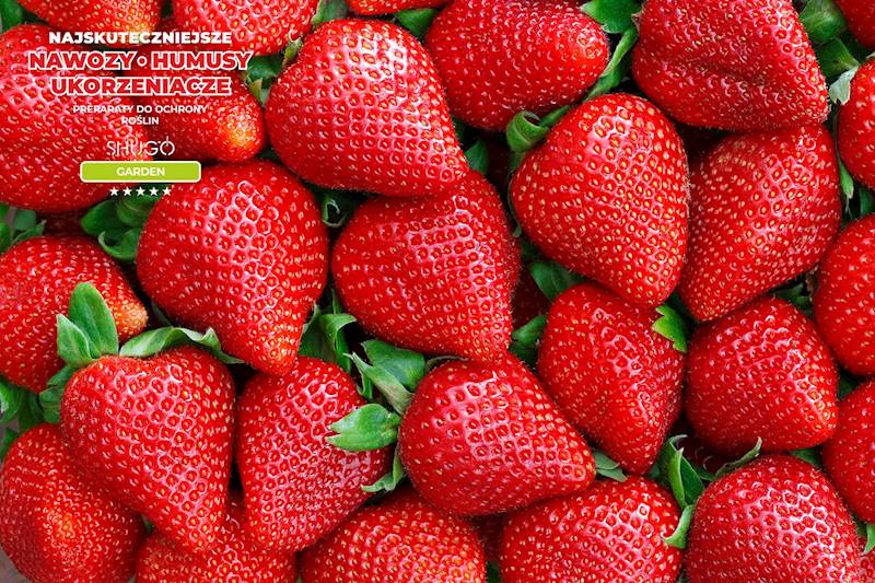 Nawóz do Truskawek Premium 1kg