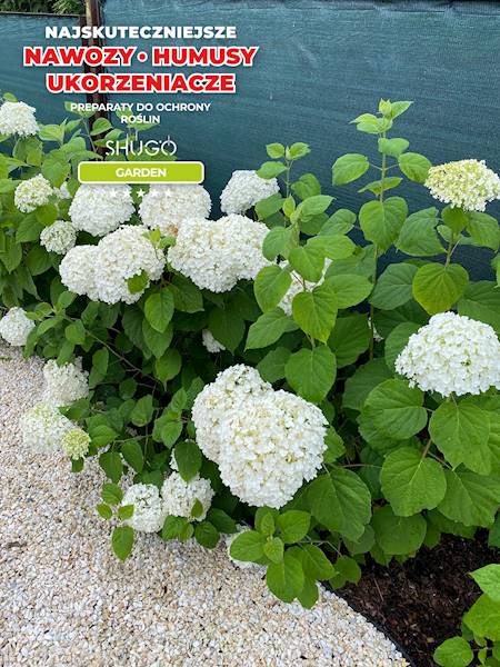 Nawóz do Rododendronów i Hortensji Premium 5kg