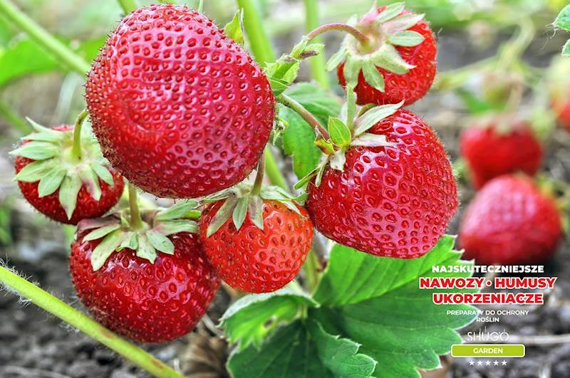 Nawóz do Truskawek Premium 25kg