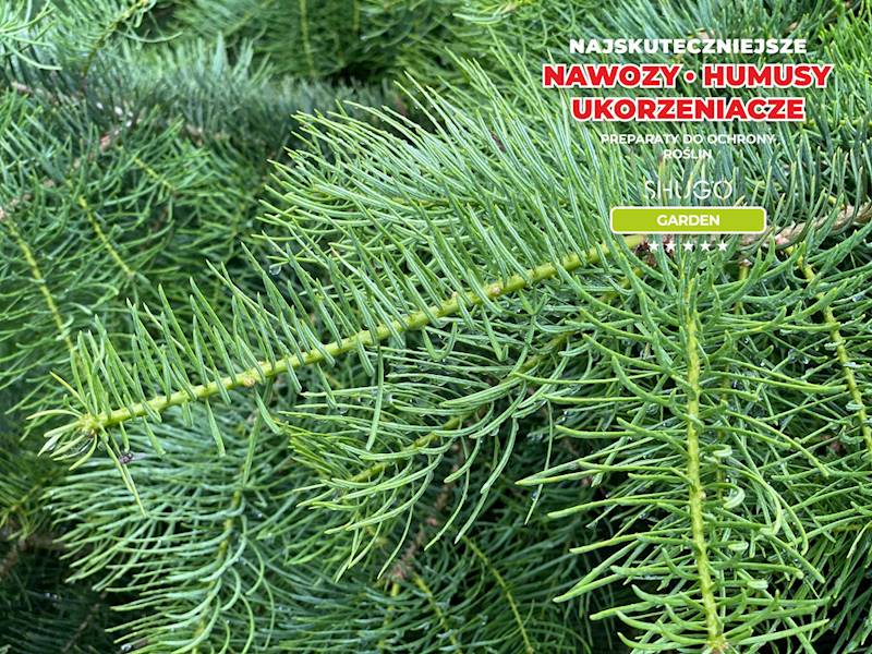 Nawóz Saletra Magnezowa 1kg