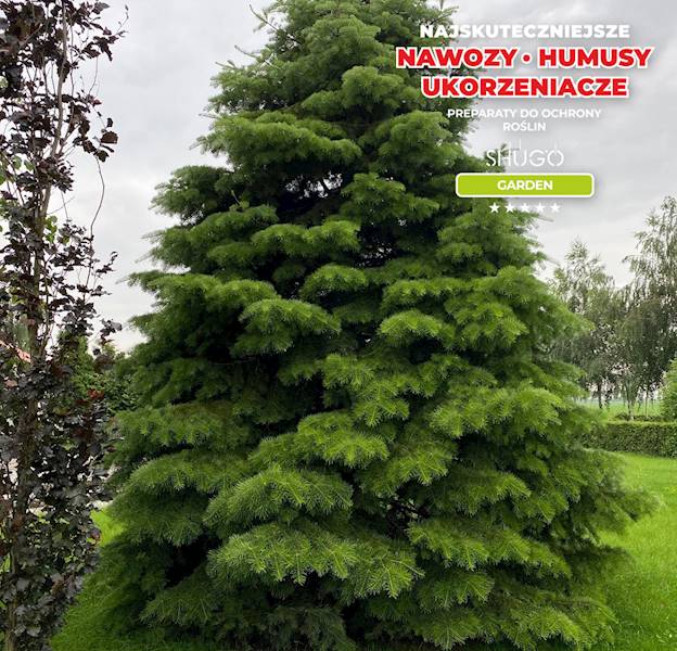 Nawóz do Iglaków i Tui 10kg