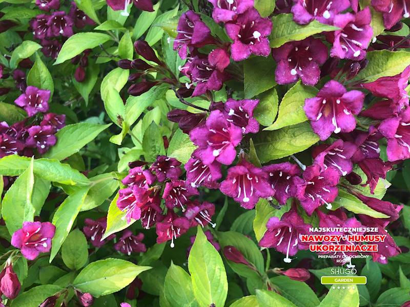 Nawóz do Magnolii i Azalii Premium 1kg