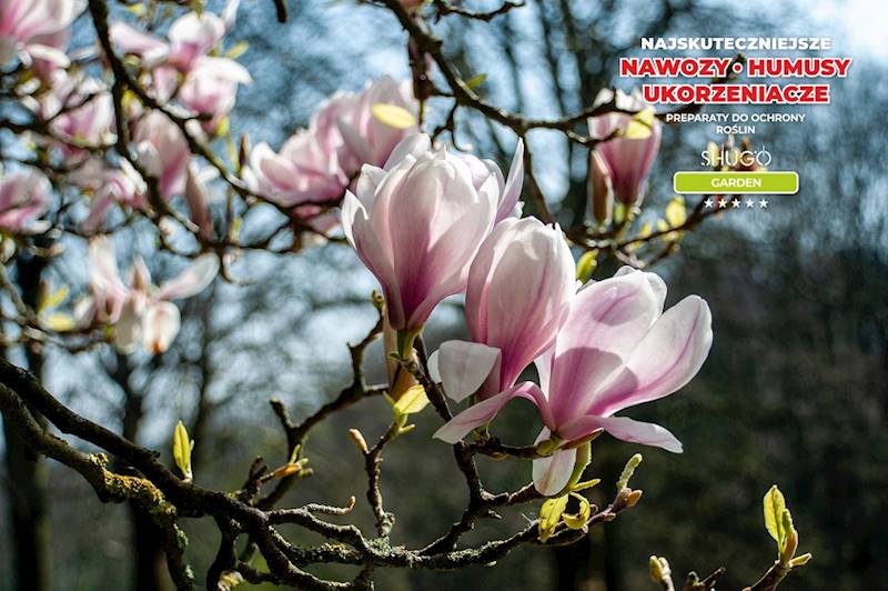 Nawóz do Magnolii i Azalii Premium 25kg