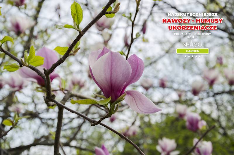 Nawóz do Magnolii i Azalii Premium 5kg