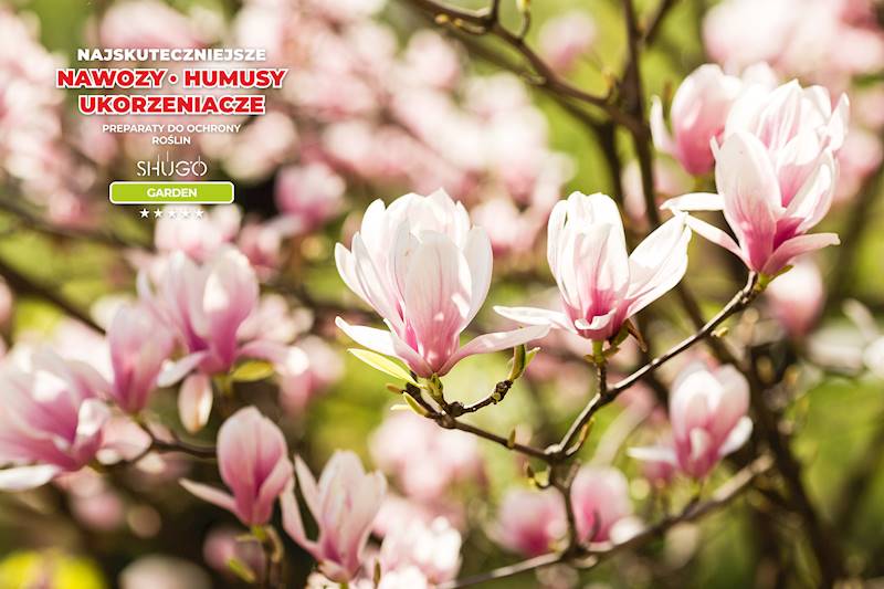 Nawóz do Magnolii i Azalii Premium 1kg