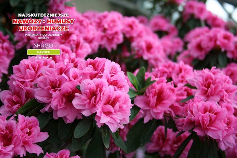Nawóz do Magnolii i Azalii Premium 10kg