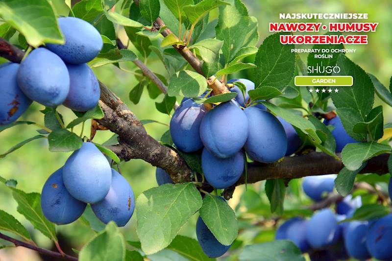 Nawóz do Owoców Premium 5kg