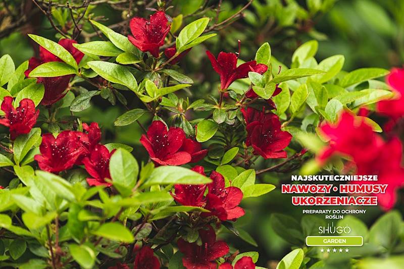 Nawóz do Magnolii i Azalii Premium 1kg