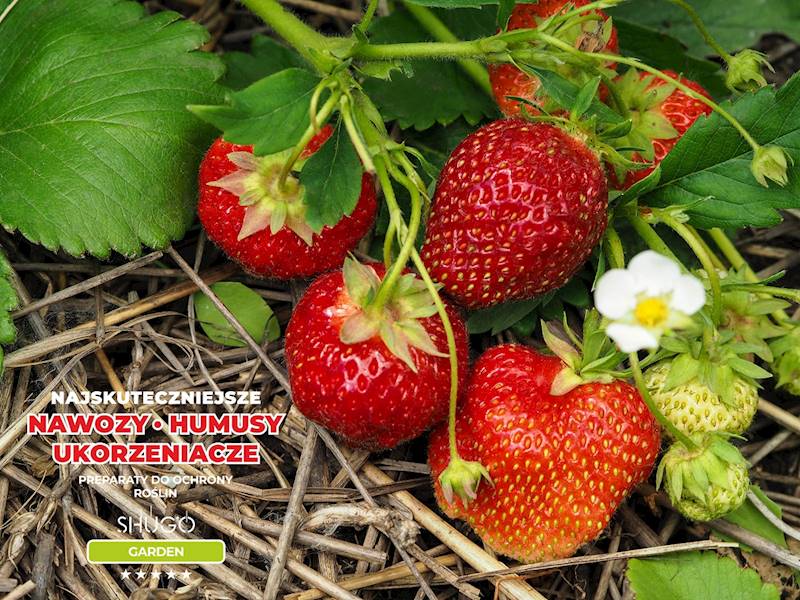 Nawóz do Truskawek Premium 10kg