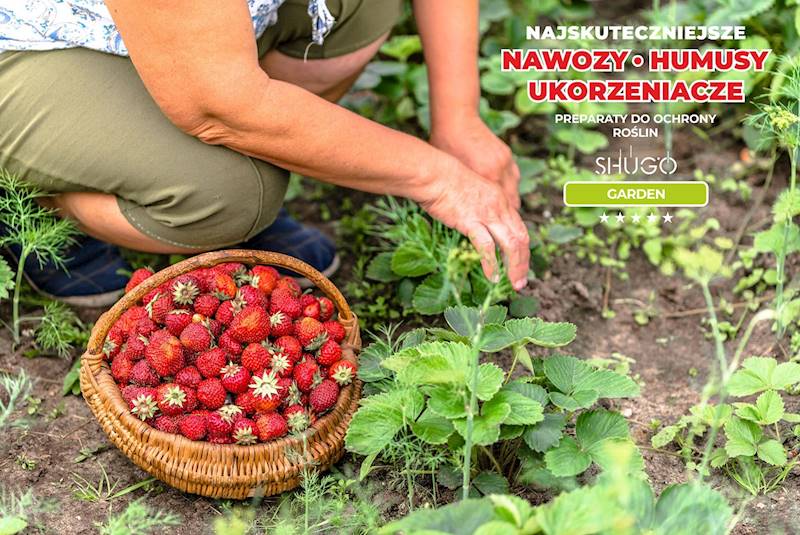 Nawóz do Truskawek Premium 10kg