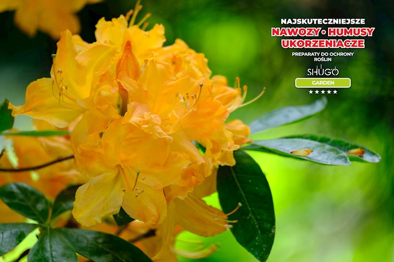 Nawóz do Magnolii i Azalii Premium 25kg