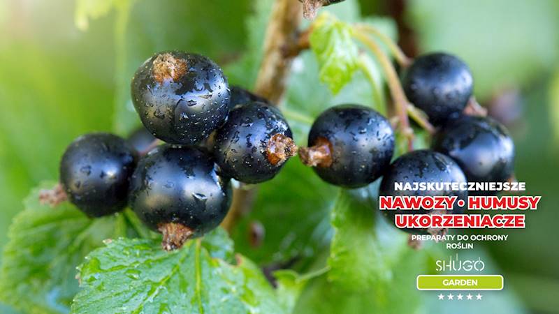 Nawóz do Owoców Premium 25kg