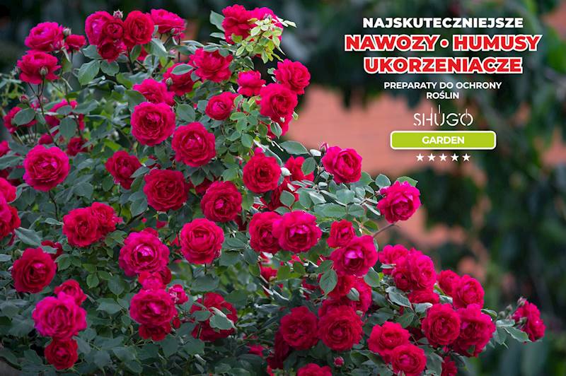 Nawóz do Róż Premium 25kg