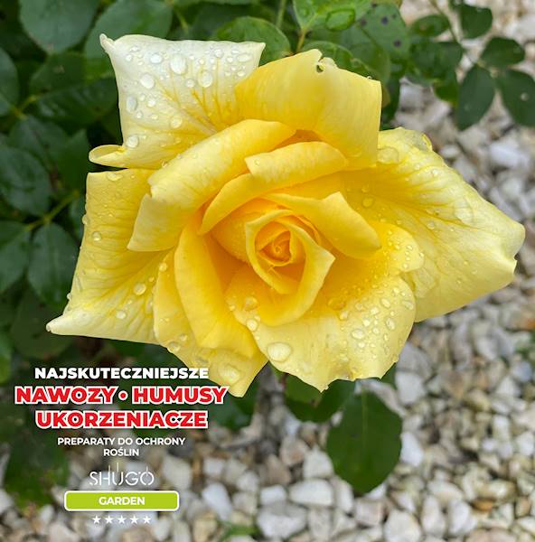 Nawóz do Róż Premium 1kg