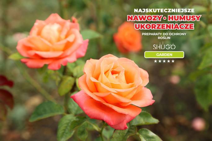 Nawóz do Róż Premium 10kg