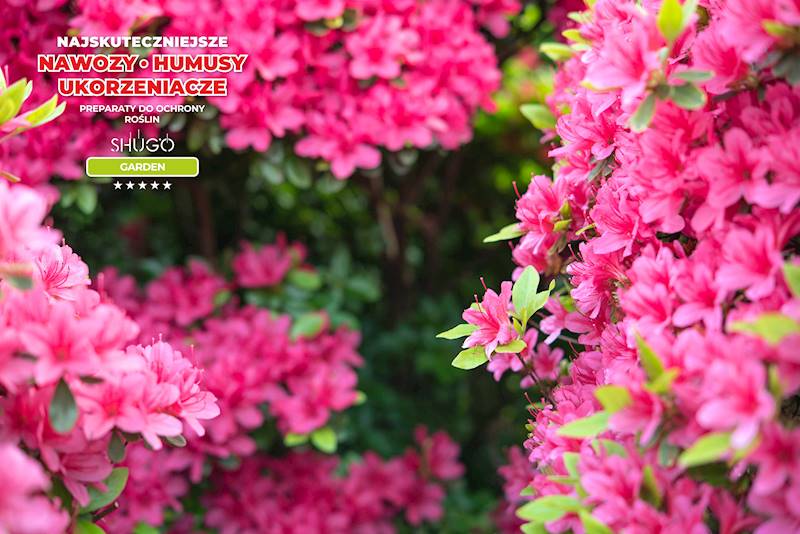 Nawóz do Magnolii i Azalii Premium 5kg