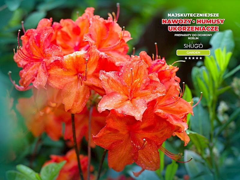 Nawóz do Magnolii i Azalii Premium 1kg