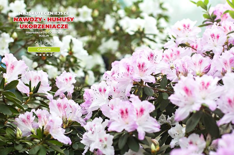 Nawóz do Magnolii i Azalii Premium 10kg