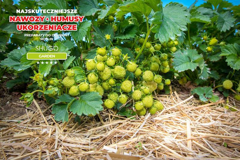 Nawóz do Truskawek Premium 10kg