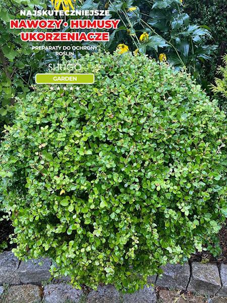 Nawóz do Bukszpanów Premium 5kg