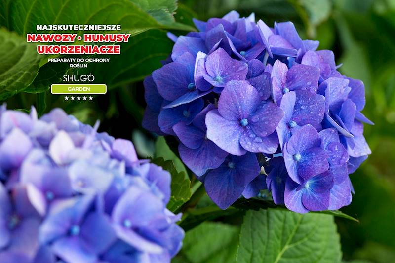 Nawóz do Rododendronów i Hortensji Premium 5kg