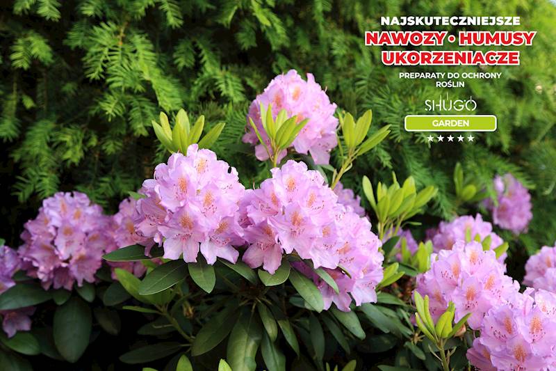 Nawóz do Rododendronów i Hortensji Premium 10kg