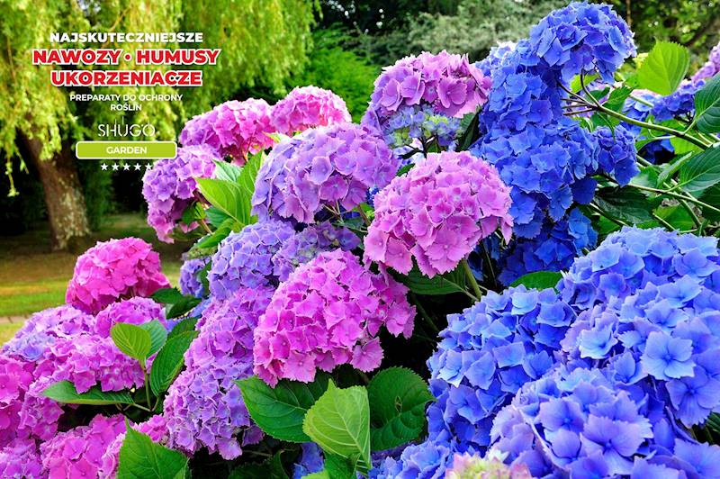Nawóz do Rododendronów i Hortensji Premium 25kg