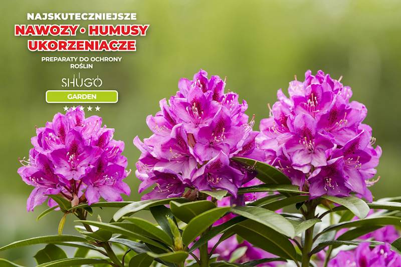 Nawóz do Rododendronów i Hortensji Premium 25kg