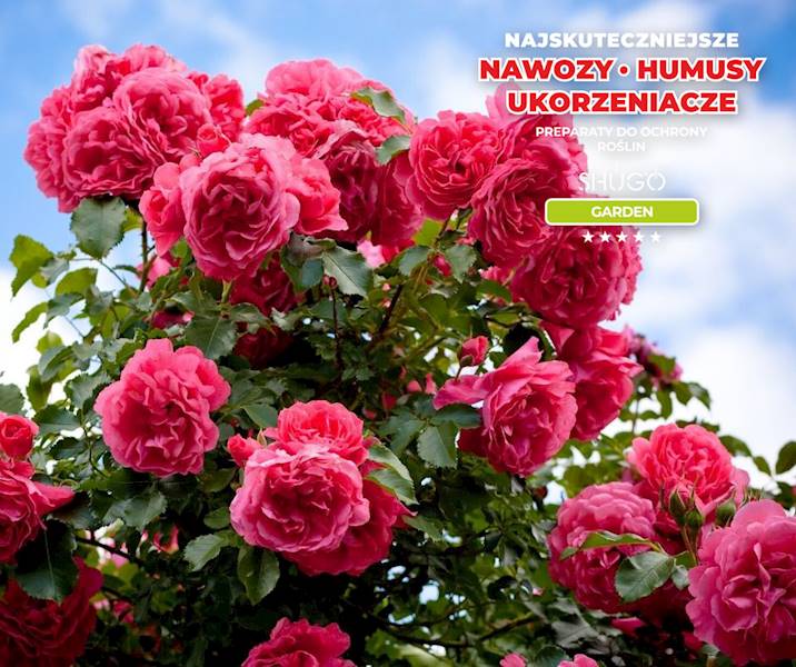 Nawóz do Róż Premium 15kg