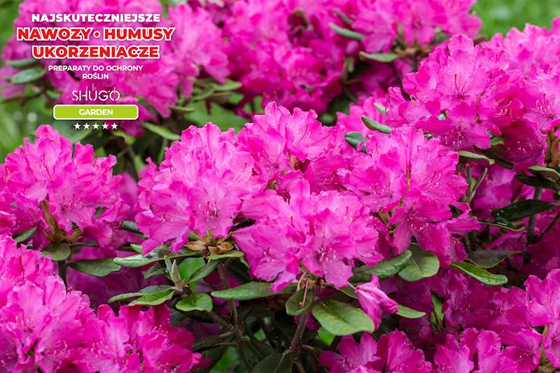 Nawóz do Rododendronów i Hortensji Premium 15kg