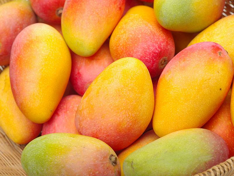 MANGO POCH. BRAZYLIA