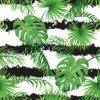 Monstera 05
