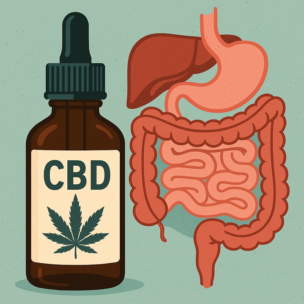 CBD a układ pokarmowy – wsparcie jelit i trawienia. Butelka olejku konopnego CBD na tle schematu jelit.